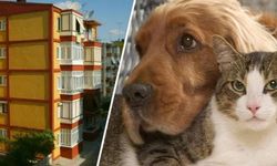 Apartmanda Kedi-Köpek Besleyebilir Miyim?
