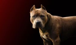 Savcıya köpekli saldırı! “Saldır, ısır” talimatı veren şahıs tutuklandı