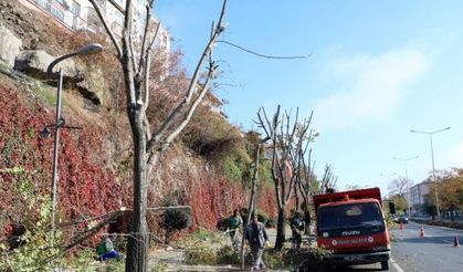 Yozgat’ta ağaçlar kışa hazırlanıyor