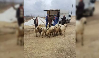 Yozgat’ta küçükbaş hayvan hırsızları tutuklandı