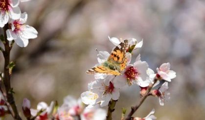 Akseki’de badem ağaçları çiçek açtı