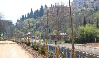 Cımbızdere Vadisi’nde 11 bin 400 metrekarelik alan ağaçlandırıldı