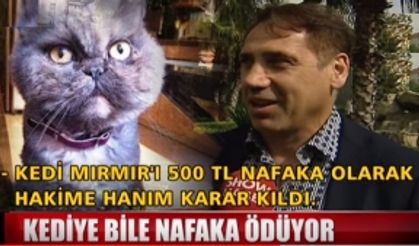 Kediye bile nafaka ödüyor!