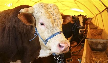 7 Kişilik Büyükbaş Kurban Hissedarlığı: Sadece dini bir ritüel midir, yoksa ardında hukuksal bir ilişki de var mıdır?