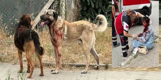 Ataşehir'de köpek dehşeti! Hakim eşini ısırdı...