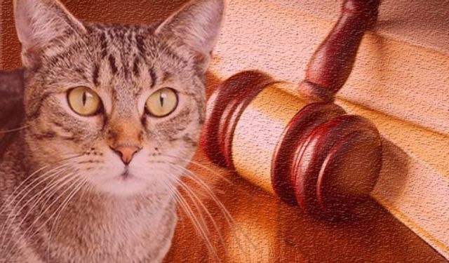 EVCİL HAYVANLARIN BOŞANMA DAVALARINDAKİ STATÜSÜ: EŞYANIN PAYLAŞIMI MI? AİLE ÜYESİ Mİ?