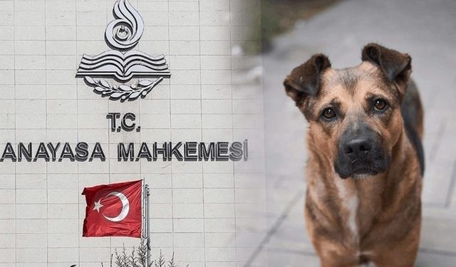 AYM, tartışmalı Sokak Hayvanları Yasası'nın iptali istemini reddetti