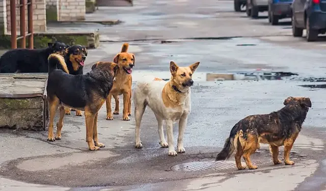 SOKAK KÖPEKLERİ NEDENİYLE BELEDİYELERİN İDARİ VE CEZAİ SORUMLULUĞU