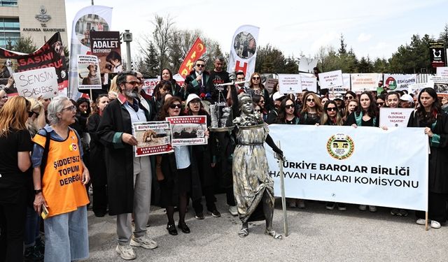TBB Hayvan Hakları Komisyonu: “Yerinde Yaşat” İlkesi; Bilimsel, İnsani ve Hukuki Açıdan En Makul ve Sürdürülebilir Yöntemdir