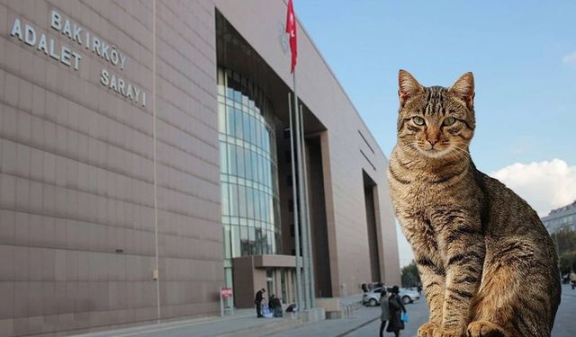 Bakırköy Adliyesi’nde kedi krizi çözüldü!