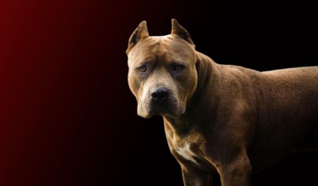 Savcıya köpekli saldırı! “Saldır, ısır” talimatı veren şahıs tutuklandı