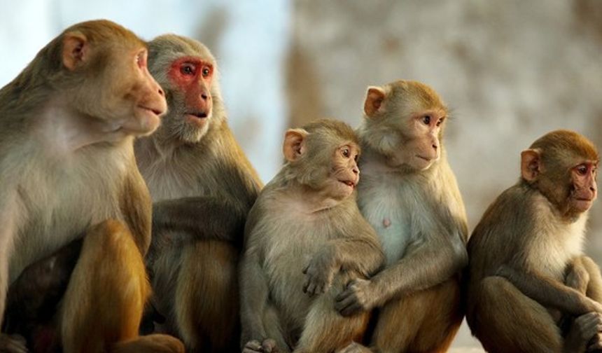 Korkuya karşı verilen tepkiyi anlatan ilginç deney: Maymun-muz!