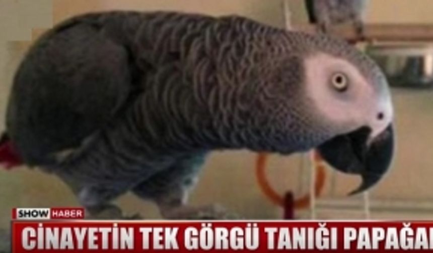 Cinayetin tek görgü tanığı papağan; Mahkemede yemin ederken kanadını mı kaldıracak?