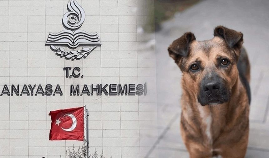 AYM, tartışmalı Sokak Hayvanları Yasası'nın iptali istemini reddetti