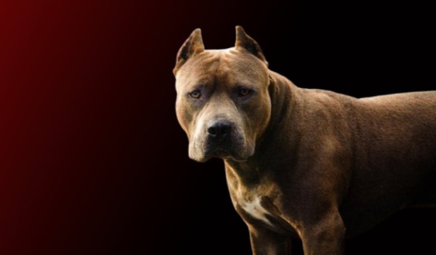 Savcıya köpekli saldırı! “Saldır, ısır” talimatı veren şahıs tutuklandı