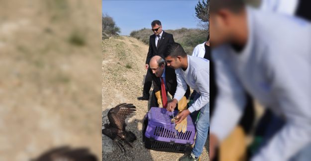 Mersin'de Tedavi Edilen Hayvanlar Doğaya Salındı - Hukuki Haber